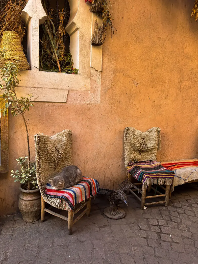 Chat endormi sur une chaise tissée contre un mur ocre